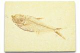 Detailed Fossil Fish (Diplomystus) - Wyoming #372310-1